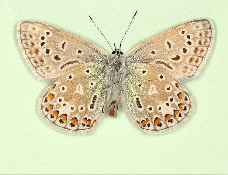 Polyommatus icarus male (aberrant form polyphemus) (Internet Image property of respective owner, non-commercial use only)